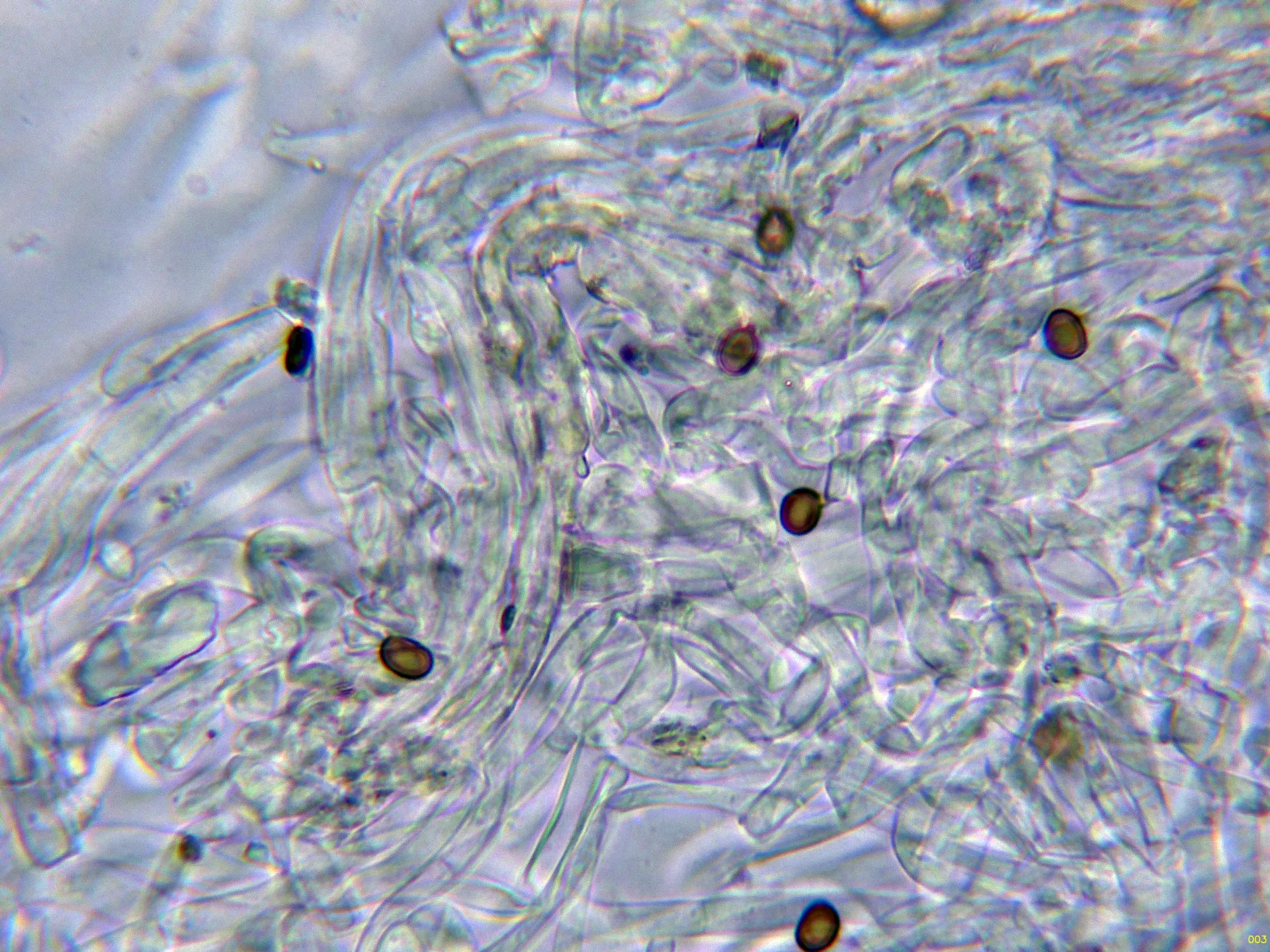 10 - Suprapellis agua-003